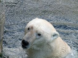 wet polar bear