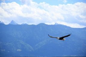 soaring free bald eagle