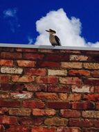 Kookaburra sitting on brick wall at blue sky