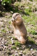 cute animal in a natural environment