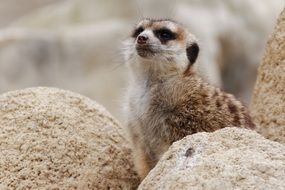 funny curious meerkat close-up on blurred background