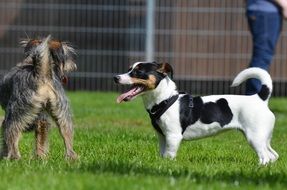 jack russel terrier and mongrel