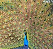 spread of peacock tail