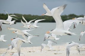 Birds are flying on the beach