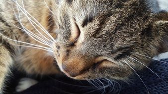 Cat sleep close up