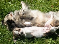 relaxing chihuahua mother with child