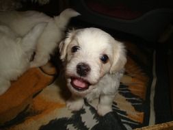 white puppy on the bedspread