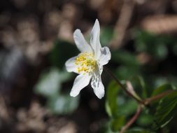 delicate wood anemone blossom