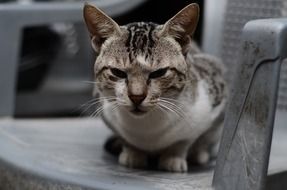 home cat on a chair in the garden