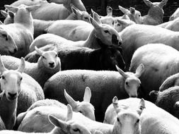 black sheep among white ones