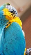 tropical blue yellow parrot