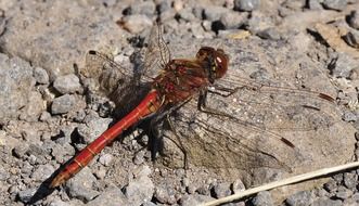 Closeup photo of red dragonfly