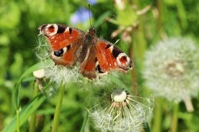 beautiful and amazing tiger butterfly