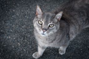 Grey Cat