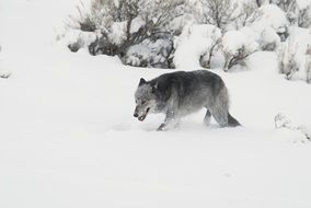 Grey Wolf in winter forest