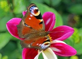 butterfly on a pink flower