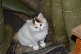 sweet fluffy kitten near the boots