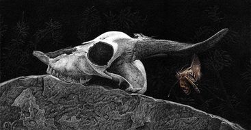 skull of a animal on a large stone