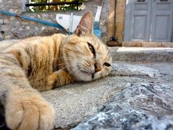 lazy Cat laying on pavement