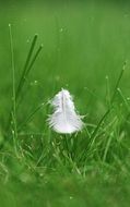 close up picture of white feather on green grass