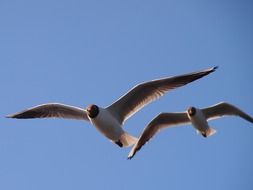 seagulls fly in the clear sky