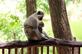 monkey with cub on a wooden fence