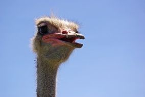 Curacao Ostrich