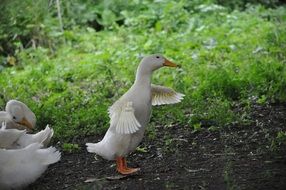 white Ducks on Farm