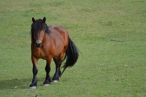 Equine Brown Horse