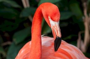 exotic pink flamingo