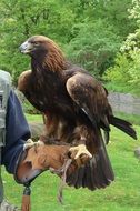 brown Adler bird on the hand