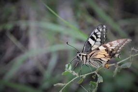 butterfly in natural environment