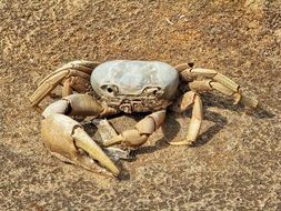 Dead Crab