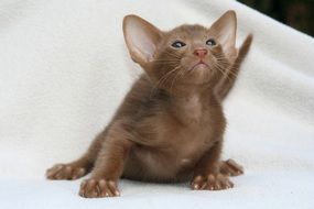 Curious Kitten close-up on blurred background