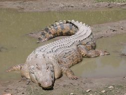 huge salt water crocodile