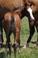 Colt Horse Bay Mammal Foal