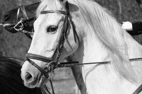 the muzzle of the white horse