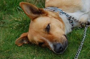 brown-white dog on a chain