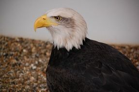 Picture of Bald Eagle