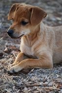 Curious Dog Puppy portrait