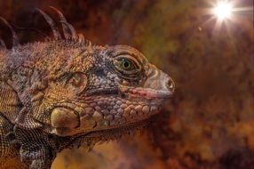 Iguana Dragon Animal