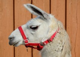 llama's head on a wooden wall background