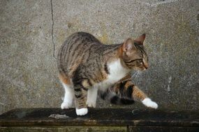foraging domestic cat