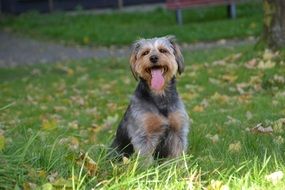 yorkshire terrier sitting on the grass
