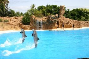 two dolphins on a show in the Mediterranean sea