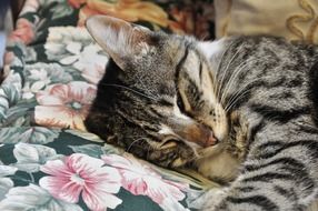 Cat on the pillow