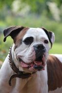 boxer with dog-collar