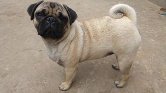 unusually handsome Pug close-up