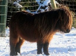 unmatched Shetland Pony
