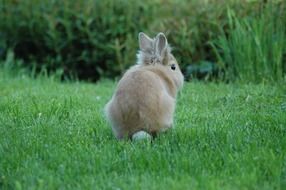 cute beige Rabbit with white tail on green Grass